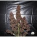 C4 Auto - FastBuds